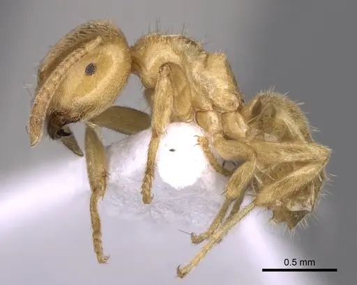 Lasius myops specimen CASENT0906073 image casent0906073_3