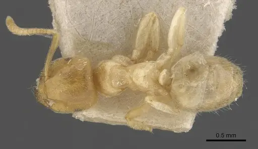 Lasius myops specimen CASENT0907598 image casent0907598_1