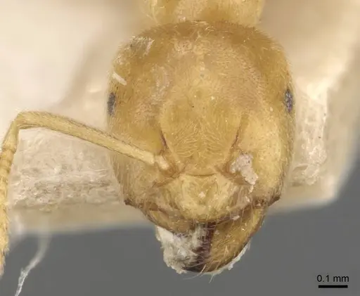Lasius myops specimen CASENT0907598 image casent0907598_2