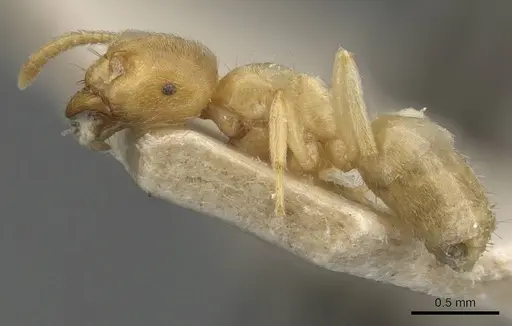 Lasius myops specimen CASENT0907598 image casent0907598_3