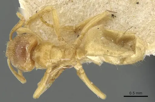 Lasius myops specimen CASENT0911050 image casent0911050_1
