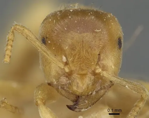 Lasius myops specimen CASENT0911050 image casent0911050_2