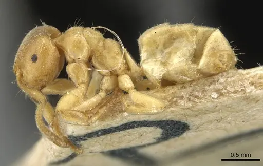 Lasius myops specimen CASENT0911050 image casent0911050_3