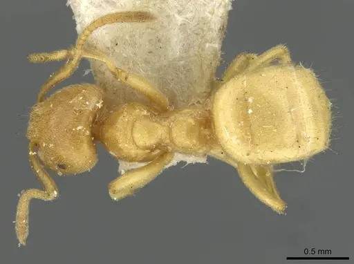 Lasius myops specimen CASENT0911051 image casent0911051_1