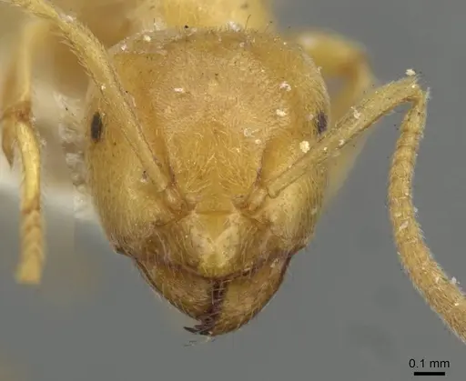 Lasius myops specimen CASENT0911051 image casent0911051_2