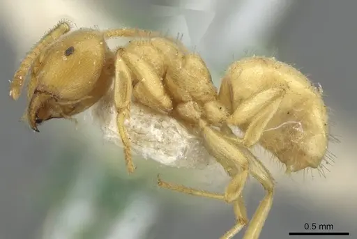 Lasius myops specimen CASENT0911051 image casent0911051_3