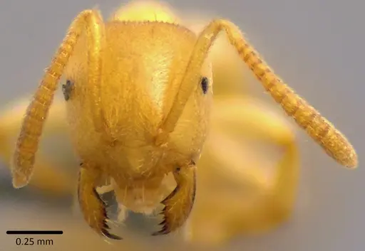 Lasius nearcticus specimen ANTWEB1041743 image antweb1041743_1