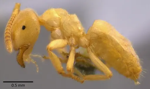 Lasius nearcticus specimen ANTWEB1041743 image antweb1041743_2