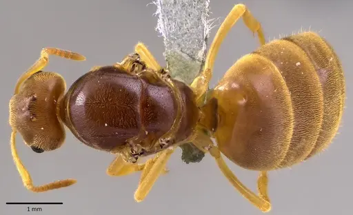Lasius nearcticus specimen ANTWEB1041777 image antweb1041777_1