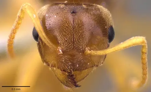 Lasius nearcticus specimen ANTWEB1041777 image antweb1041777_2