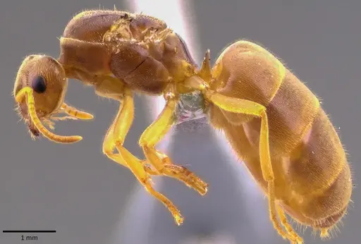 Lasius nearcticus specimen ANTWEB1041777 image antweb1041777_3
