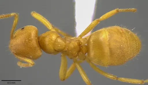 Lasius nearcticus specimen ANTWEB1041803 image antweb1041803_1