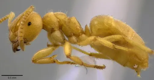 Lasius nearcticus specimen ANTWEB1041803 image antweb1041803_3