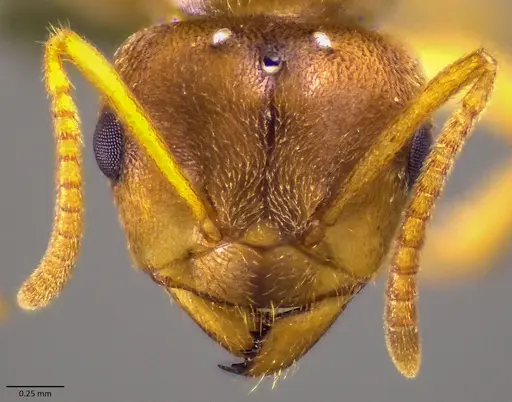 Lasius nearcticus specimen ANTWEB1041879 image antweb1041879_3