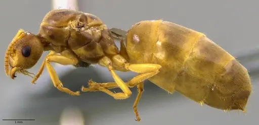 Lasius nearcticus specimen ANTWEB1041879 image antweb1041879_5