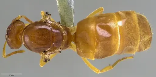 Lasius nearcticus specimen ANTWEB1041883 image antweb1041883_1