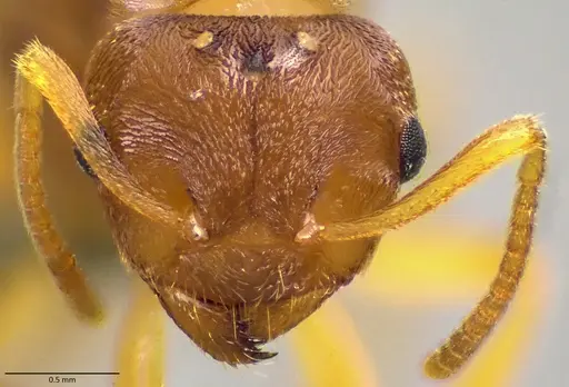 Lasius nearcticus specimen ANTWEB1041883 image antweb1041883_2
