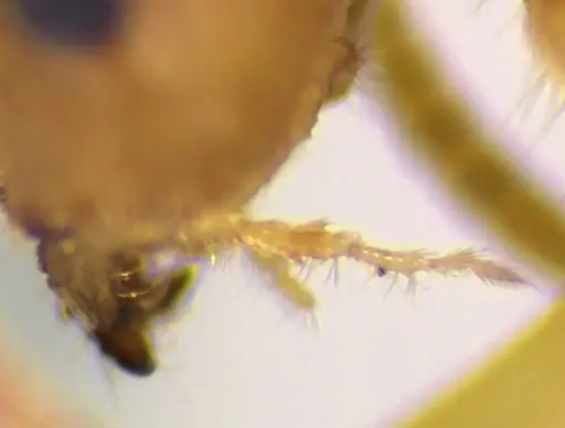 Lasius nearcticus specimen ANTWEB1041883 image antweb1041883_3