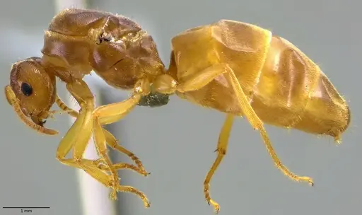 Lasius nearcticus specimen ANTWEB1041883 image antweb1041883_4