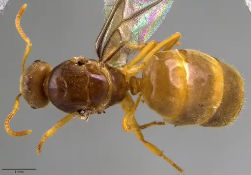 Lasius nearcticus specimen ANTWEB1060000 image antweb1060000_1