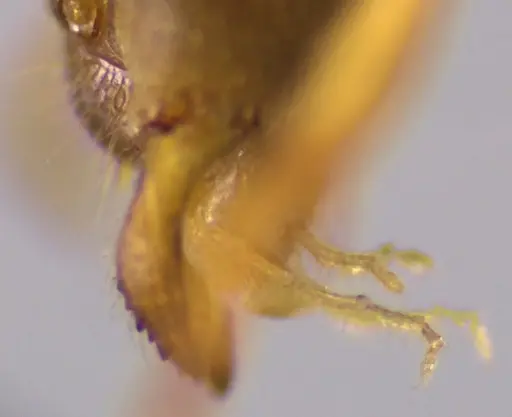 Lasius nearcticus specimen ANTWEB1060000 image antweb1060000_4