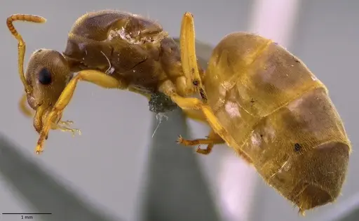 Lasius nearcticus specimen ANTWEB1060000 image antweb1060000_5