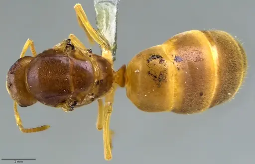 Lasius nearcticus specimen ANTWEB1060004 image antweb1060004_1