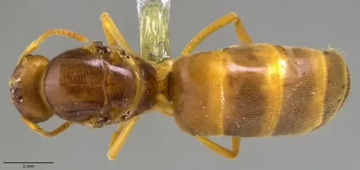 Lasius nearcticus specimen ANTWEB1060005 image antweb1060005_1