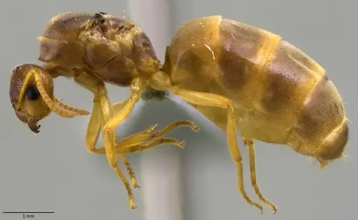Lasius nearcticus specimen ANTWEB1060005 image antweb1060005_3