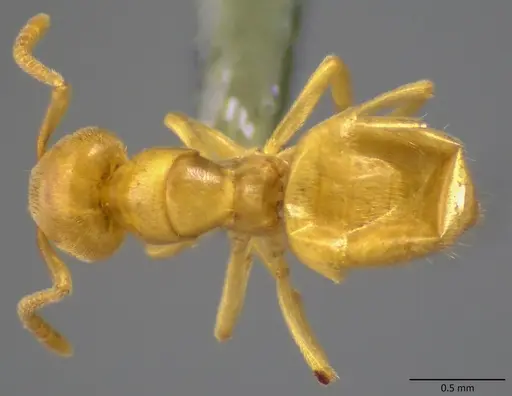 Lasius nearcticus specimen ANTWEB1060116 image antweb1060116_1