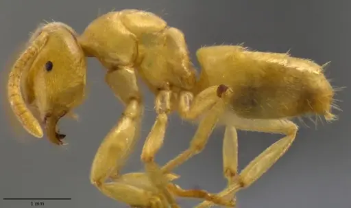 Lasius nearcticus specimen ANTWEB1060116 image antweb1060116_3