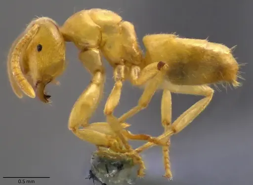 Lasius nearcticus specimen ANTWEB1060116 image antweb1060116_4