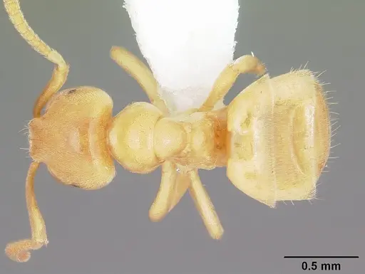 Lasius nearcticus specimen CASENT0104774 image casent0104774_1