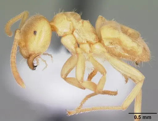 Lasius nearcticus specimen CASENT0104774 image casent0104774_3