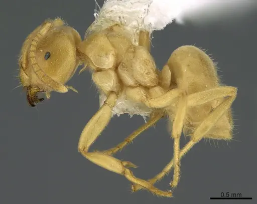 Lasius nearcticus specimen CASENT0923595 image casent0923595_1