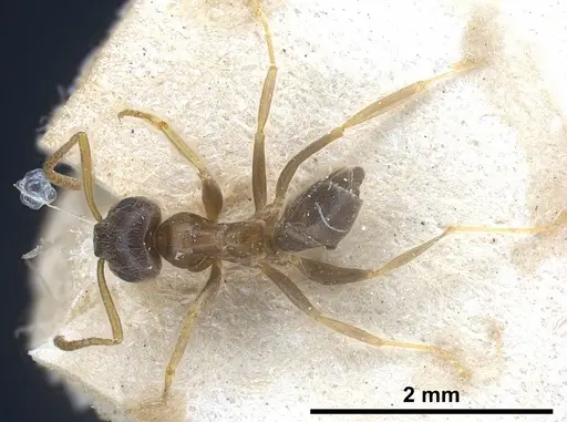 Lasius neglectus specimen ANTWEB1041274 image antweb1041274_1