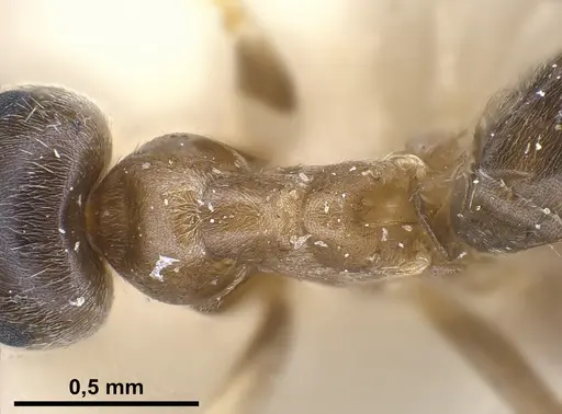 Lasius neglectus specimen ANTWEB1041274 image antweb1041274_2