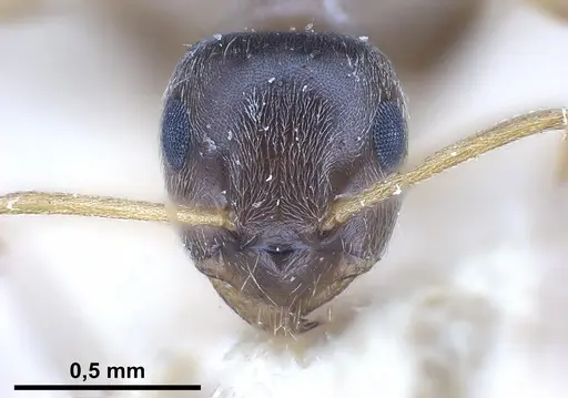 Lasius neglectus specimen ANTWEB1041274 image antweb1041274_3