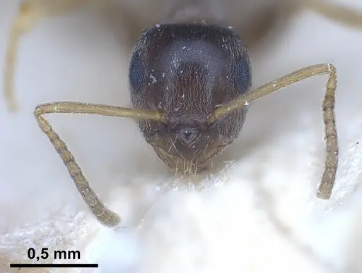 Lasius neglectus specimen ANTWEB1041274 image antweb1041274_4