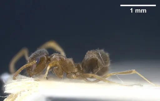 Lasius neglectus specimen ANTWEB1041274 image antweb1041274_5