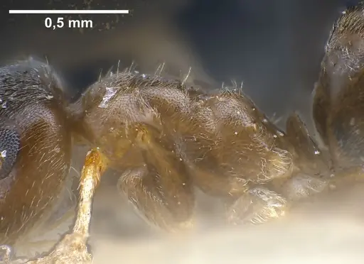 Lasius neglectus specimen ANTWEB1041274 image antweb1041274_6