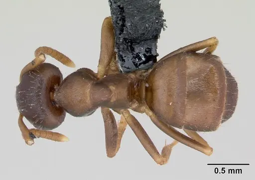 Lasius neglectus specimen CASENT0173143 image casent0173143_1