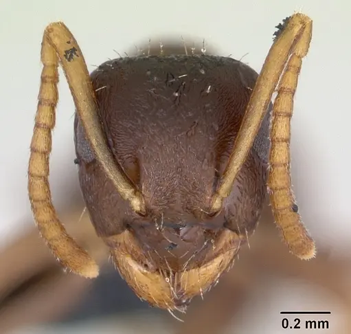 Lasius neglectus specimen CASENT0173143 image casent0173143_2