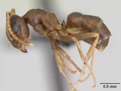 Lasius neglectus specimen CASENT0173143 image casent0173143_3