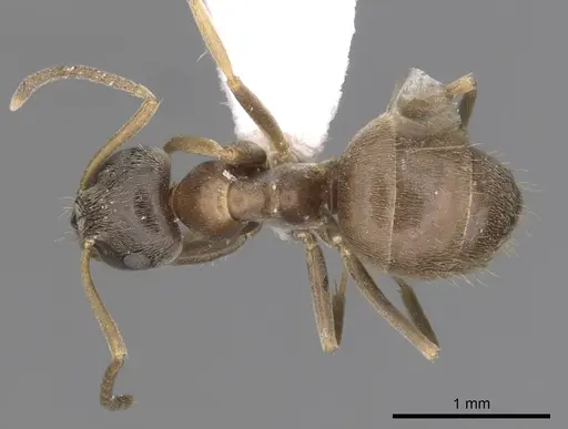 Lasius neglectus specimen CASENT0280447 image casent0280447_1