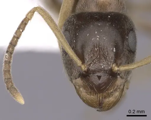 Lasius neglectus specimen CASENT0280447 image casent0280447_2