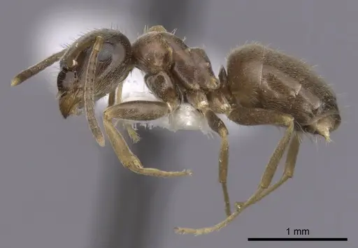 Lasius neglectus specimen CASENT0280447 image casent0280447_3