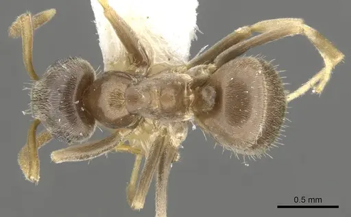 Lasius neglectus specimen CASENT0903220 image casent0903220_1