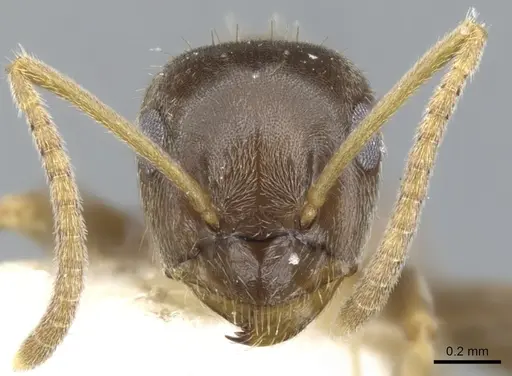 Lasius neglectus specimen CASENT0903220 image casent0903220_2