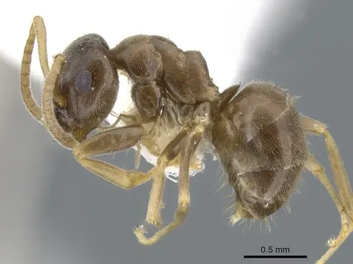 Lasius neglectus specimen CASENT0903220 image casent0903220_3